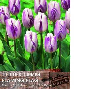 Tulip Bulbs Triumph Flaming Flag 10 Per Pack