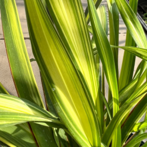 Phormium Tenax Yellow Wave
