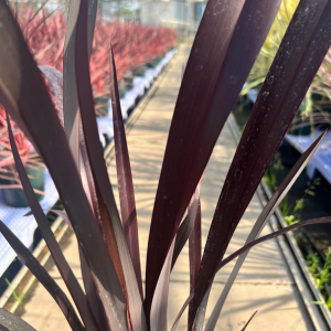 Phormium Black Adder