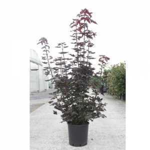 Acer Platanoides 'Crimson King' 8-10cm Girth Container Grown