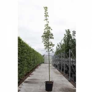 Acer Platanoides 