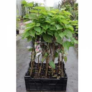 Actinidia 'Kolomikta' (Male) Variegated Kiwi Vine