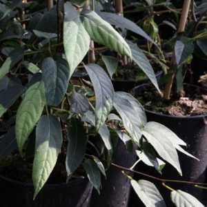 Actinidia Tetramera 