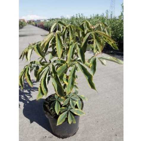 Aesculus Mutabilis 'Induta' Dwarf Indian Horse Chestnut