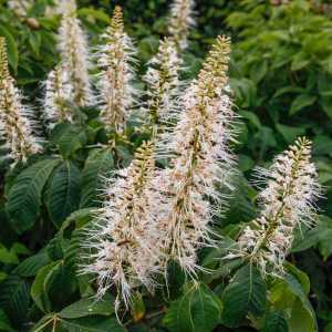 Aesculus Parviflora Bottle Brush Buckeye, Dwarf Horse Chestnut