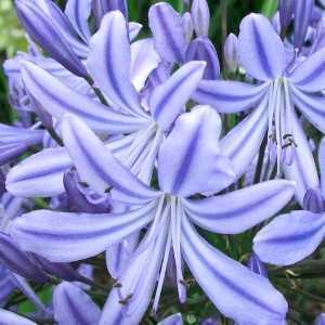 Agapanthus Stargazer