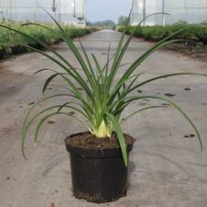 Agapanthus Stargazer