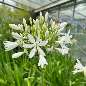 Agapanthus 