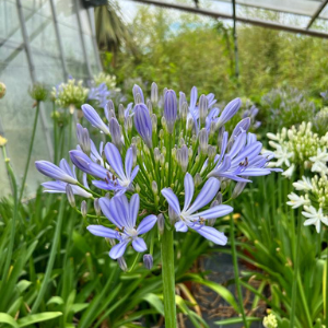 Agapanthus 