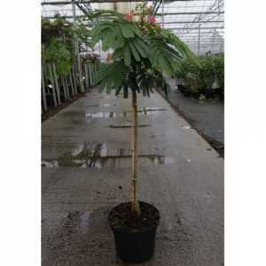 Albizia Julibrissin 'Ombrella'  Half Standard