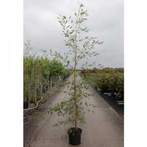 Alnus Glutinosa 'Imperialis' Alder Imperialis 175cm 10ltr