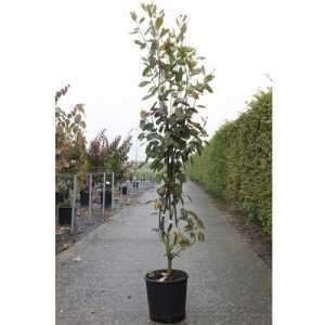 Amelanchier Grandiflora 'Ballerina'