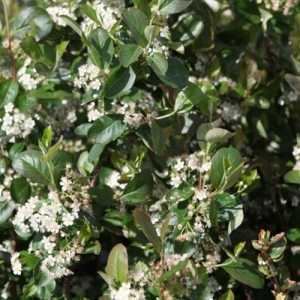 Aronia Prunifolia 'Viking' Chokeberry