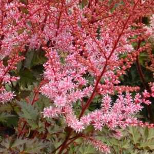 Astilbe Simplicifolia Delft Lace