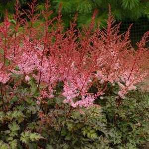 Astilbe Simplicifolia Delft Lace