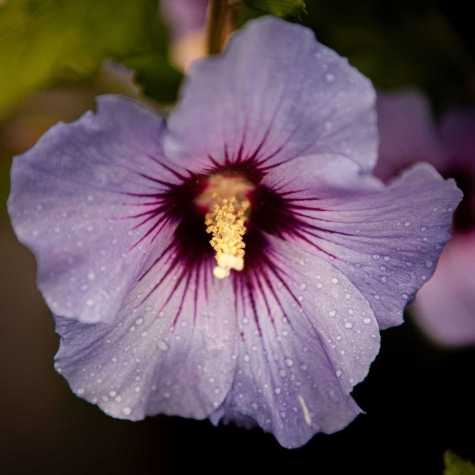 Hibiscus syriacus Marina (Oiseau Blue) (Rose of Sharon)