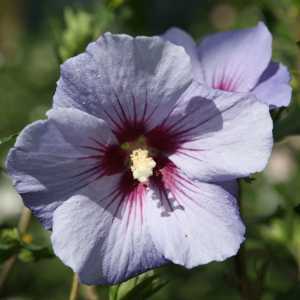 Hibiscus syriacus Marina (Oiseau Blue) (Rose of Sharon)