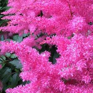 Astilbe Japonica Elisabeth van Veen