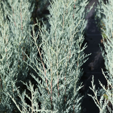 Juniperus Scopulorum Moonglow (Rocky Mountain Juniper)