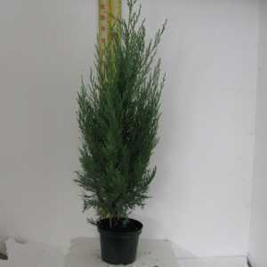 Juniperus Scopulorum Moonglow (Rocky Mountain Juniper)