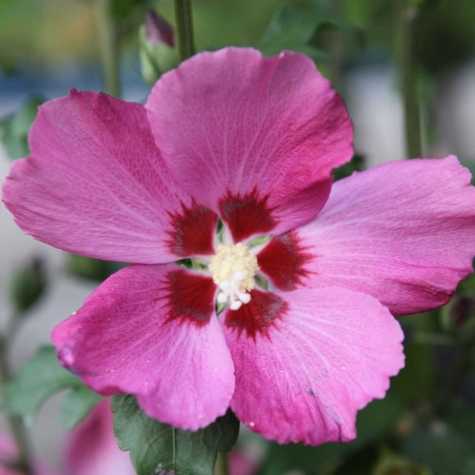 Hibiscus syriacus Woodbridge (Rose of Sharon)