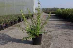 Berberis Thunbergii 'Atropurpurea'