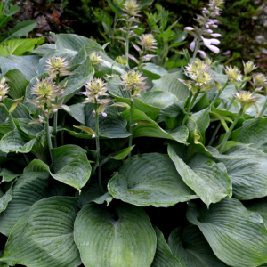 Hosta Halcyon (Plantain Lily)