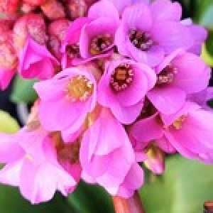 Bergenia Cordifolia Purpurea (Heart-Leaf Bergenia/Elephant Ears)