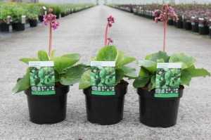 Bergenia Cordifolia Purpurea (Heart-Leaf Bergenia/Elephant Ears)