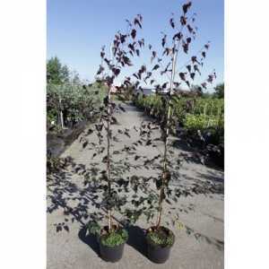 Betula Pendula 'Royal Frost' 5Ltr 100cm+