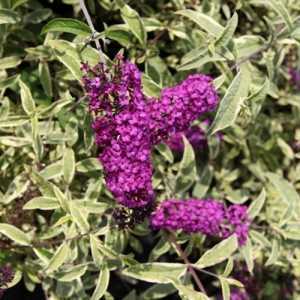 Buddleia Davidii 