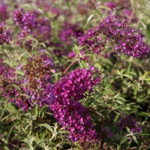 Buddleia Davidii 