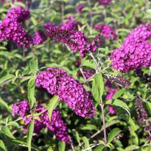 Buddleia Davidii 