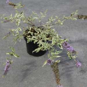 Buddleia Davidii 