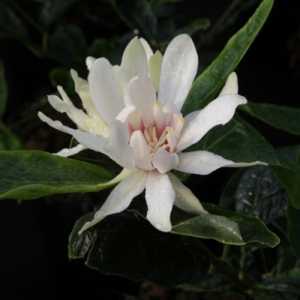 Calycanthus Floridus Venus Sweetshrub