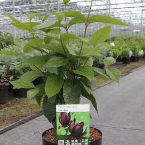 Calycanthus Floridus Carolina Sweetshrub