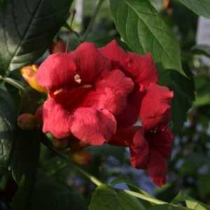 Campsis Radicans 'Stramboli' Trumpet Vine