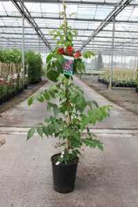 Campsis Radicans 'Stramboli' Trumpet Vine