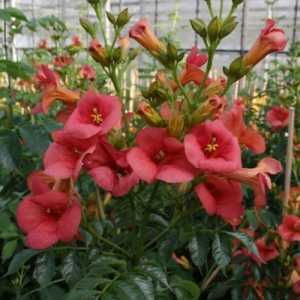 Campsis Radicans 'Tarantella'
