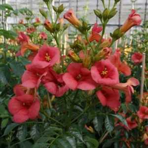 Campsis Radicans 