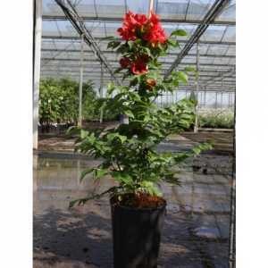 Campsis Tagliabuana SUMMER JAZZ 'Fire' 7Ltr 80-100cm