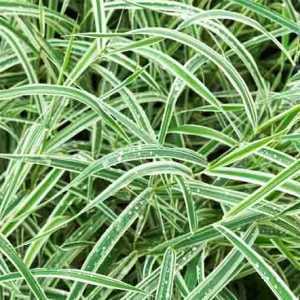 Carex Morrowii Variegata (Japanense Sedge)