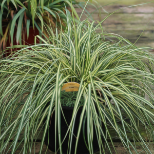 Carex Oshimensis EverColor® Evergold Ornamental Grass