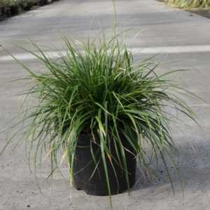 Carex Oshimensis EverColor®  Everdi Ornamental Grass