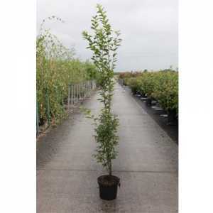 Carpinus Betulus 'Fastigiata' Hornbeam 125cm 5ltr