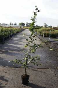 Carpinus Betulus