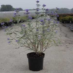 Caryopteris Clandonensis Heavenly Blue