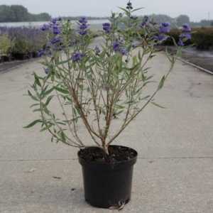 Caryopteris Clandonensis Kew Blue