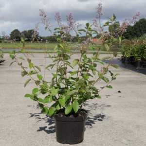 Ceanothus Delilianus 