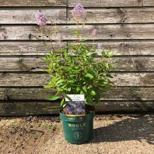 Ceanothus Pallidus Marie Bleu